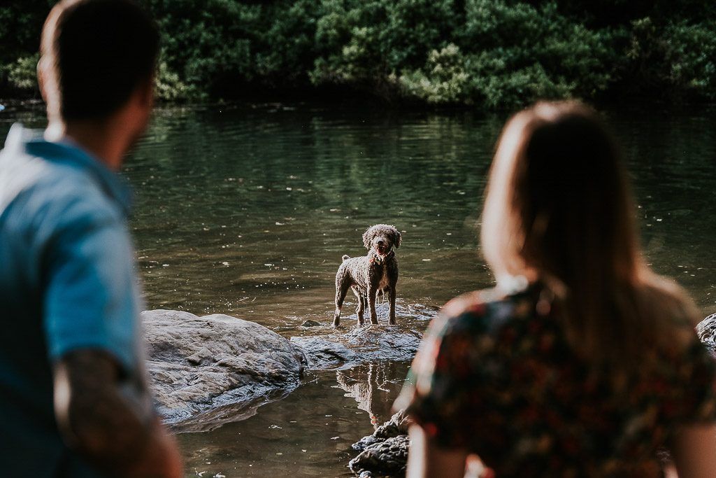 perro en baños de popea
