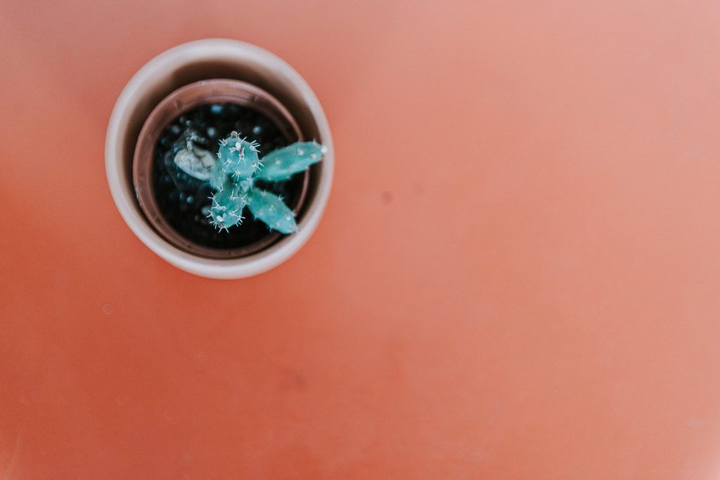 cactus