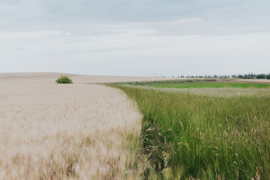 campo
