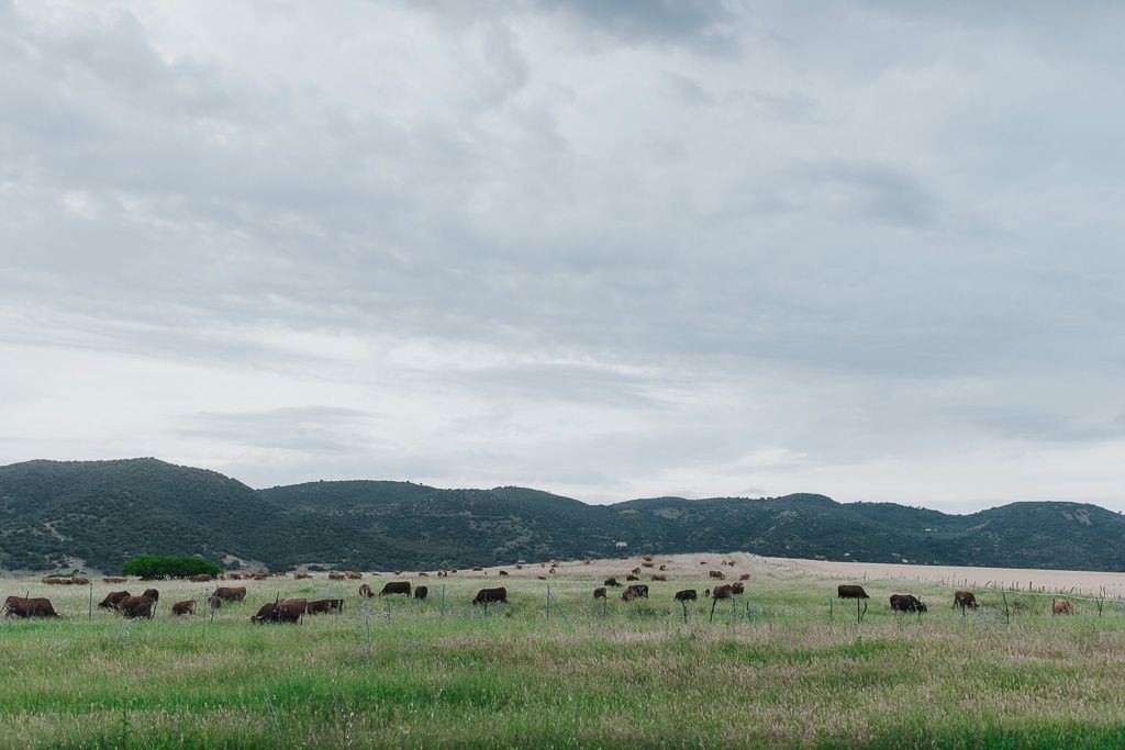 vacas en el campo